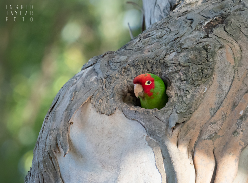 Wild Parrot in a Tree Knot