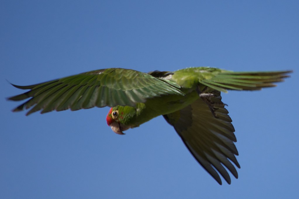 California wild parrots